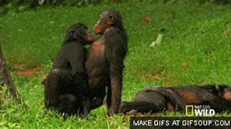 monkey sex gif